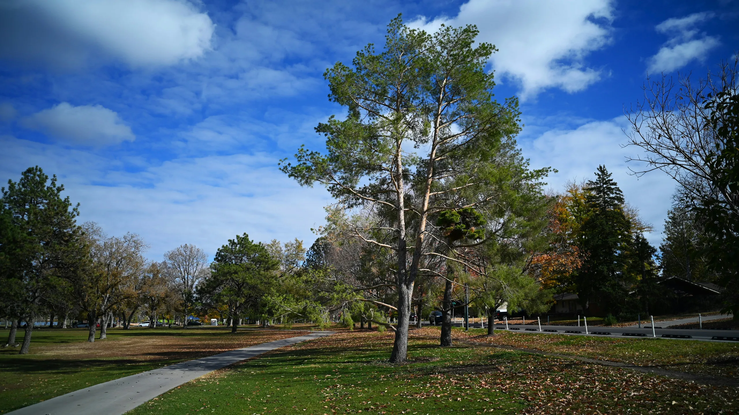 Haunted 1M, 5K & 10K at Avondale Park