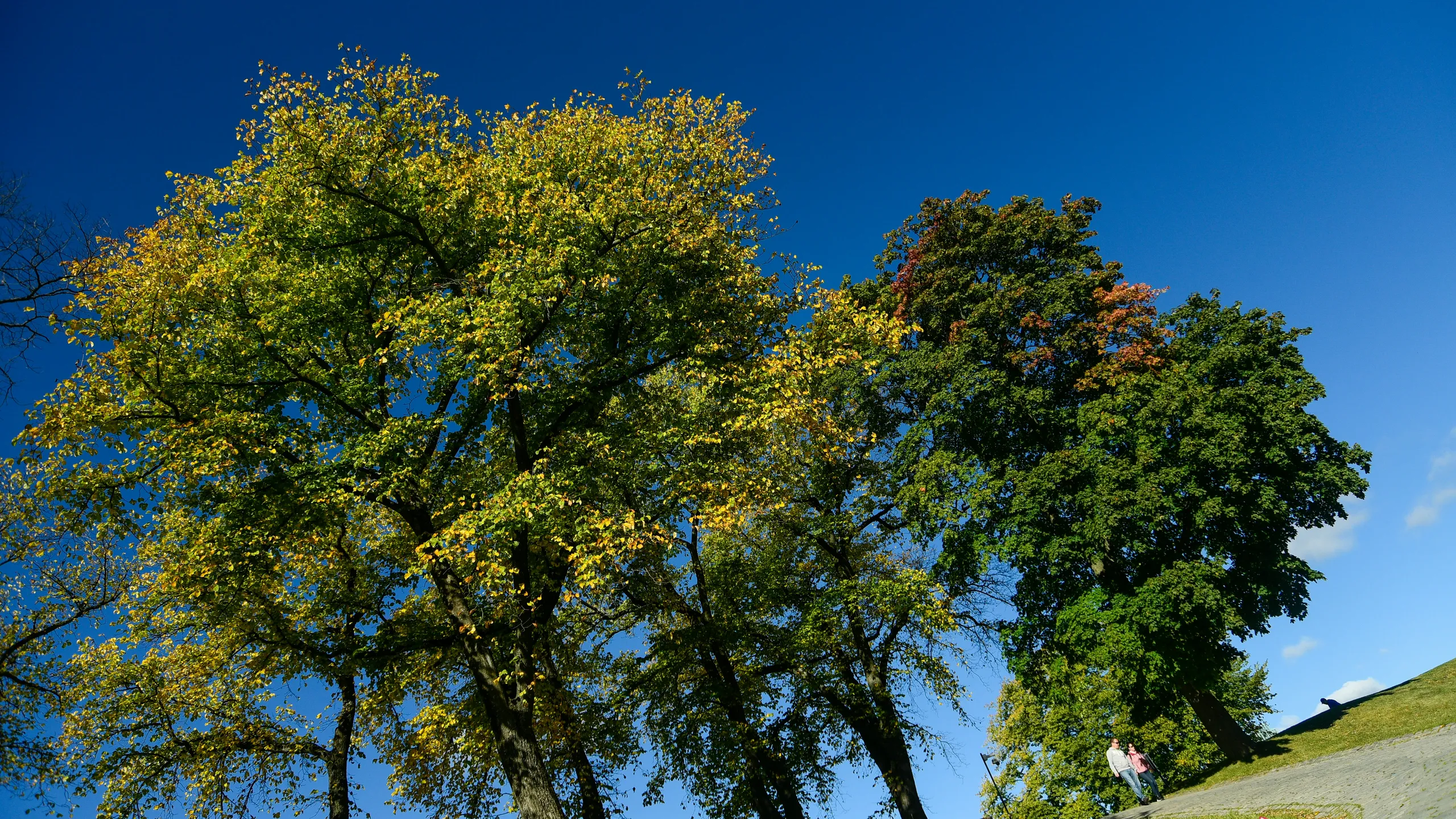NYCRUNS Lousy T-Shirt Race
