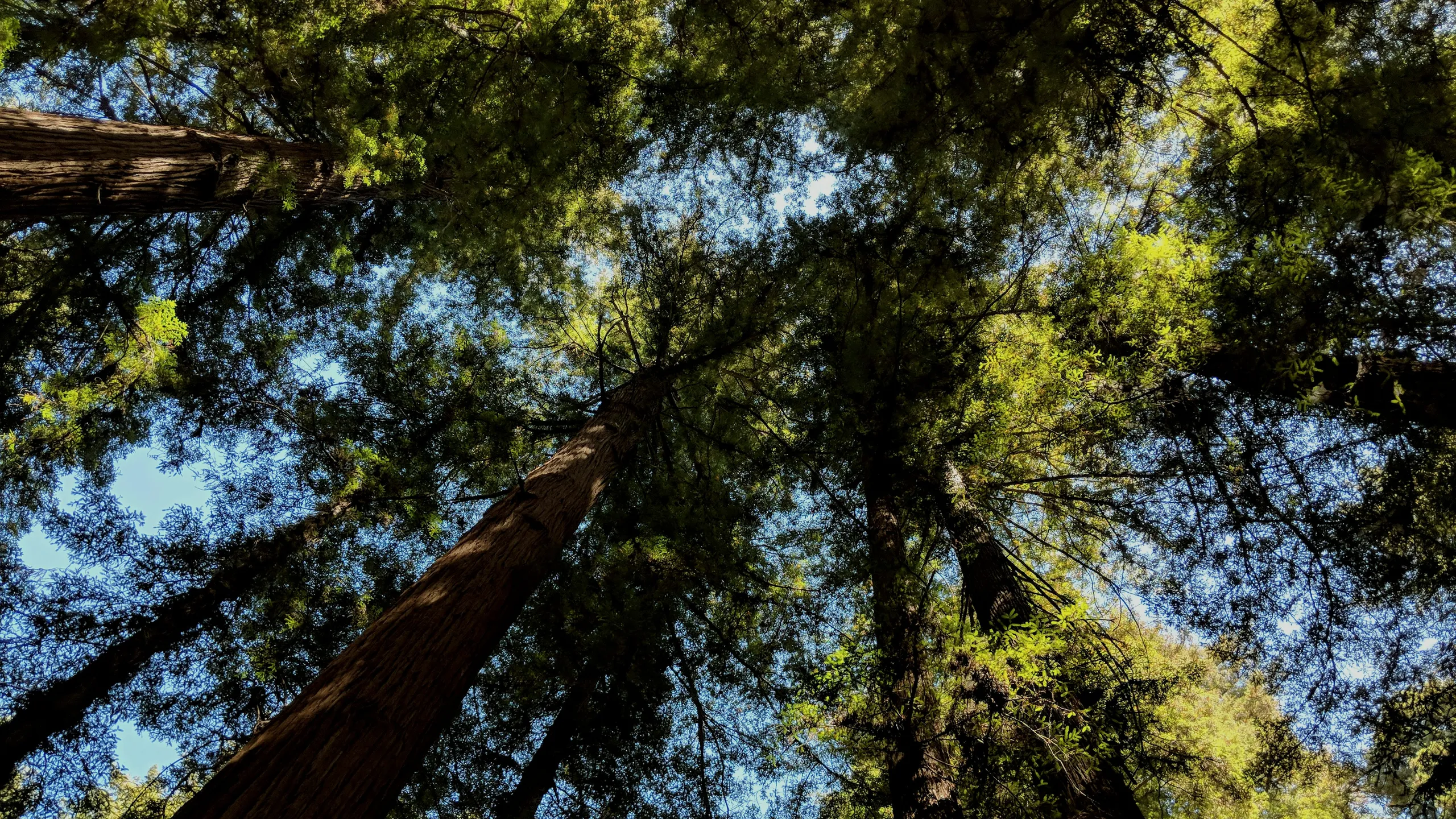 San Lorenzo River Trail Run