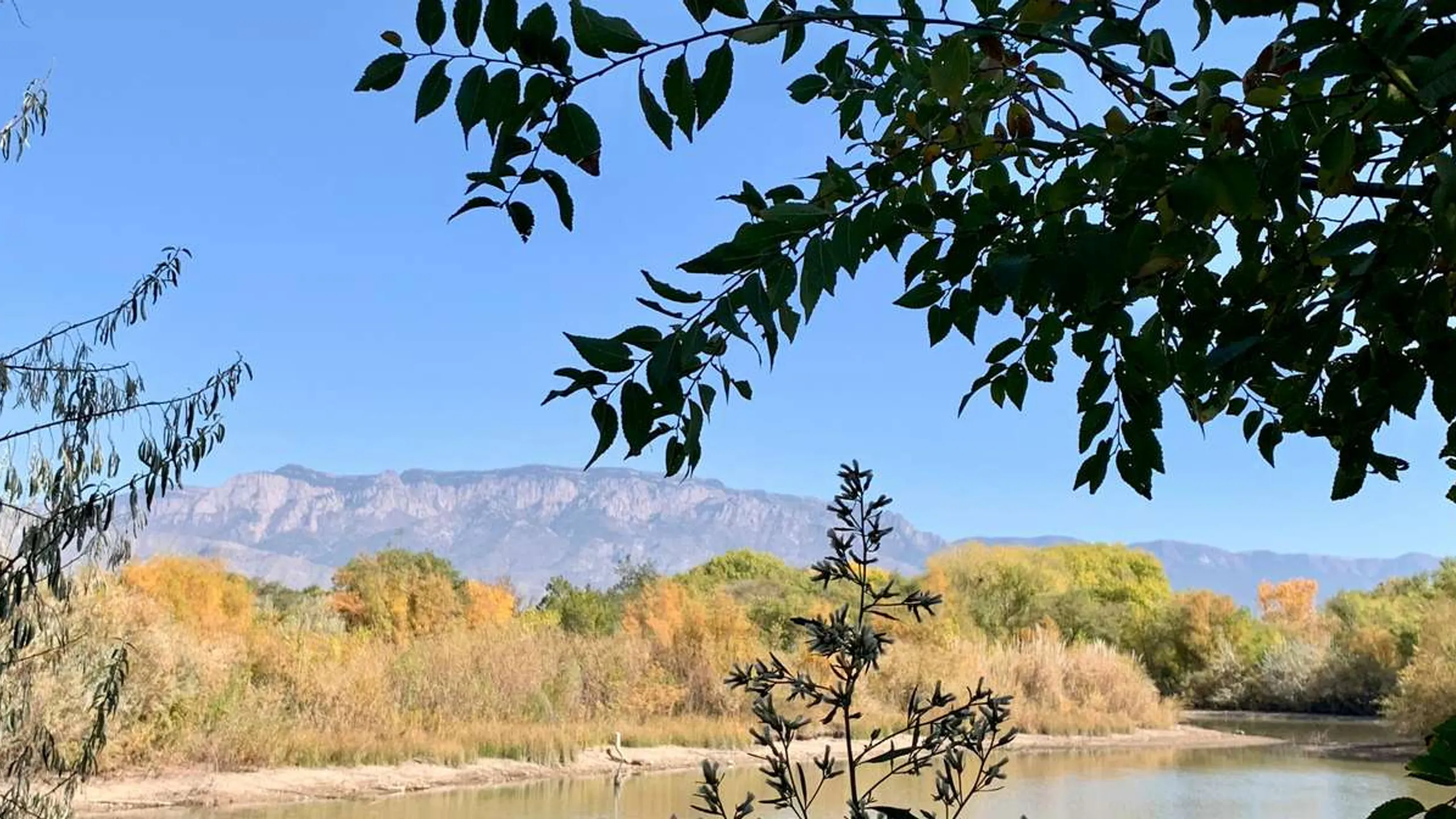 Albuquerque Half Marathon