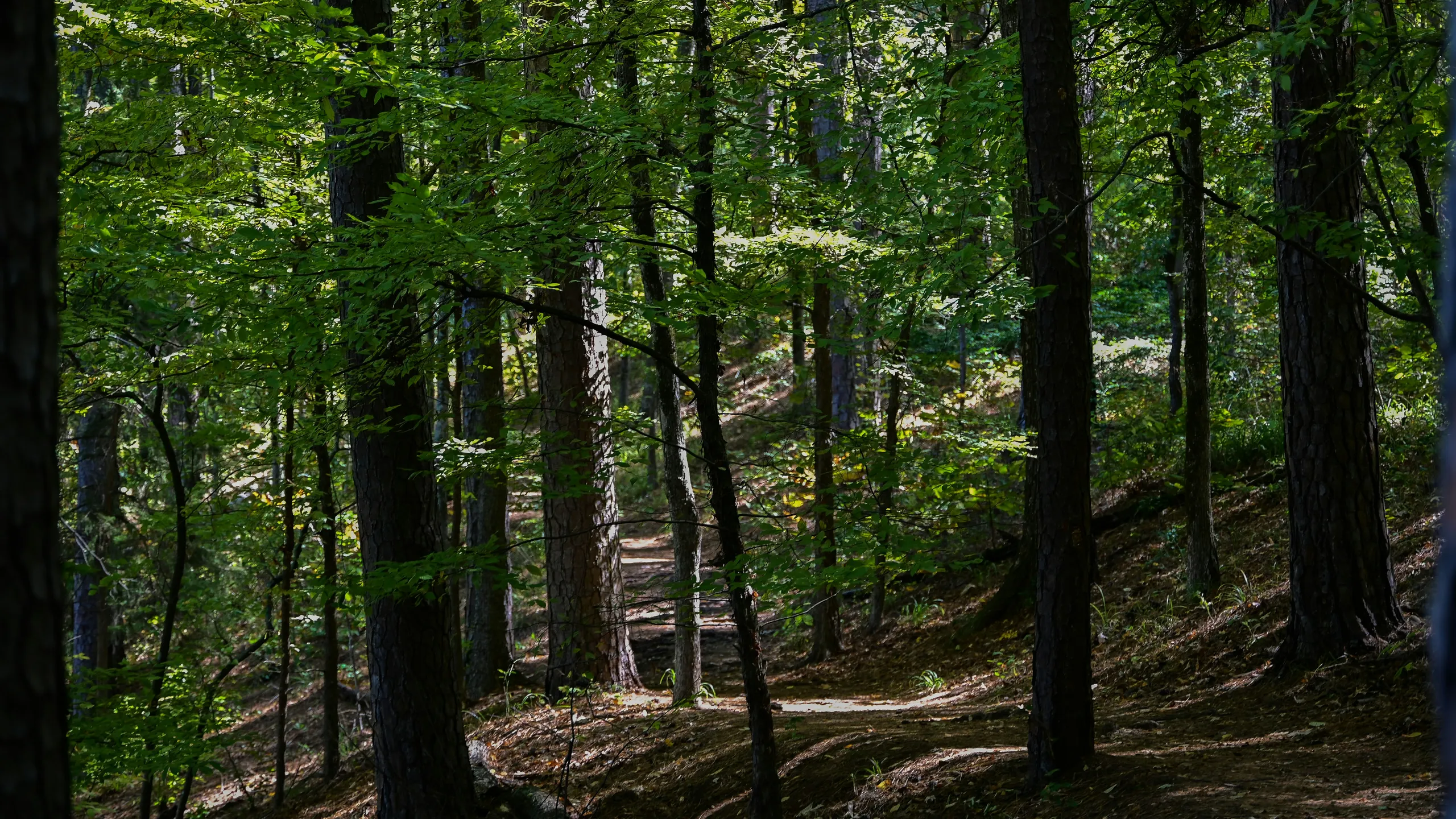 Piney Woods Ultra