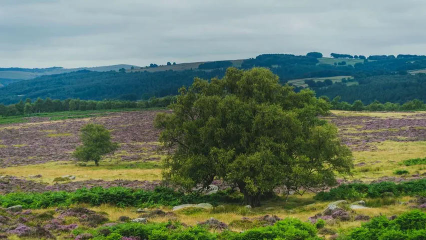 Grindleford Gallop