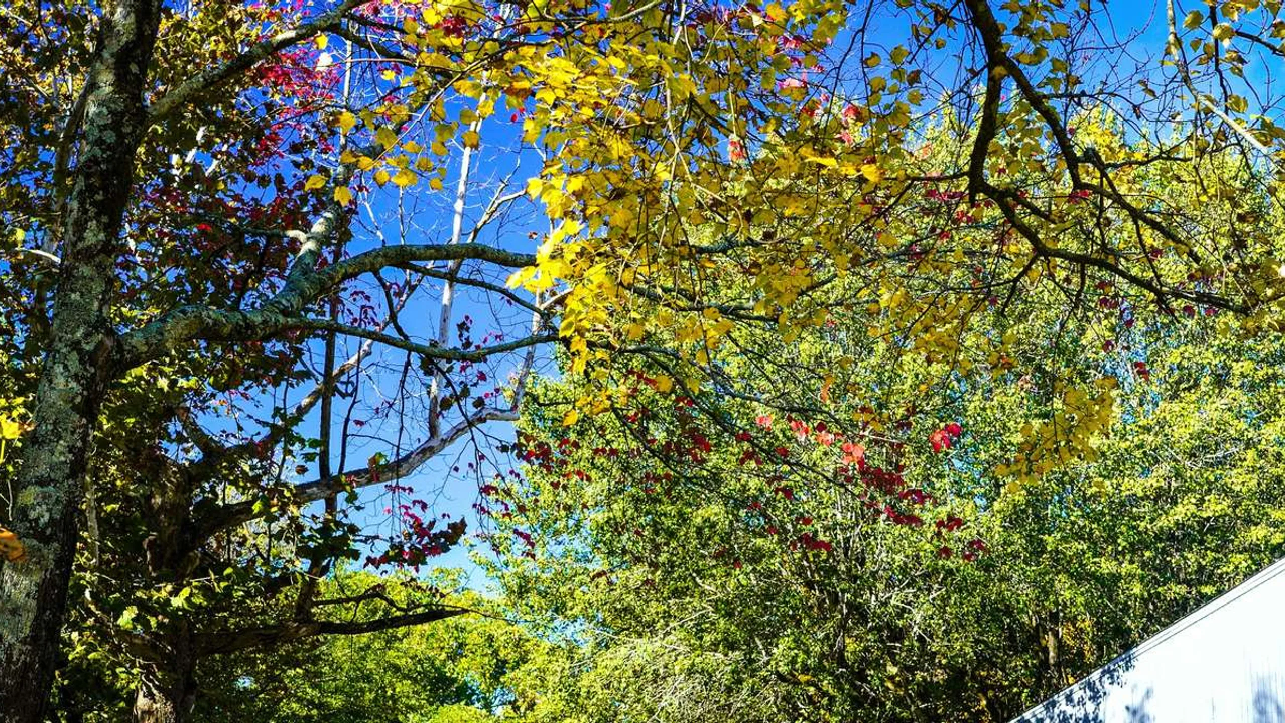 Area 13.1 Half Marathon - 10K - 5K