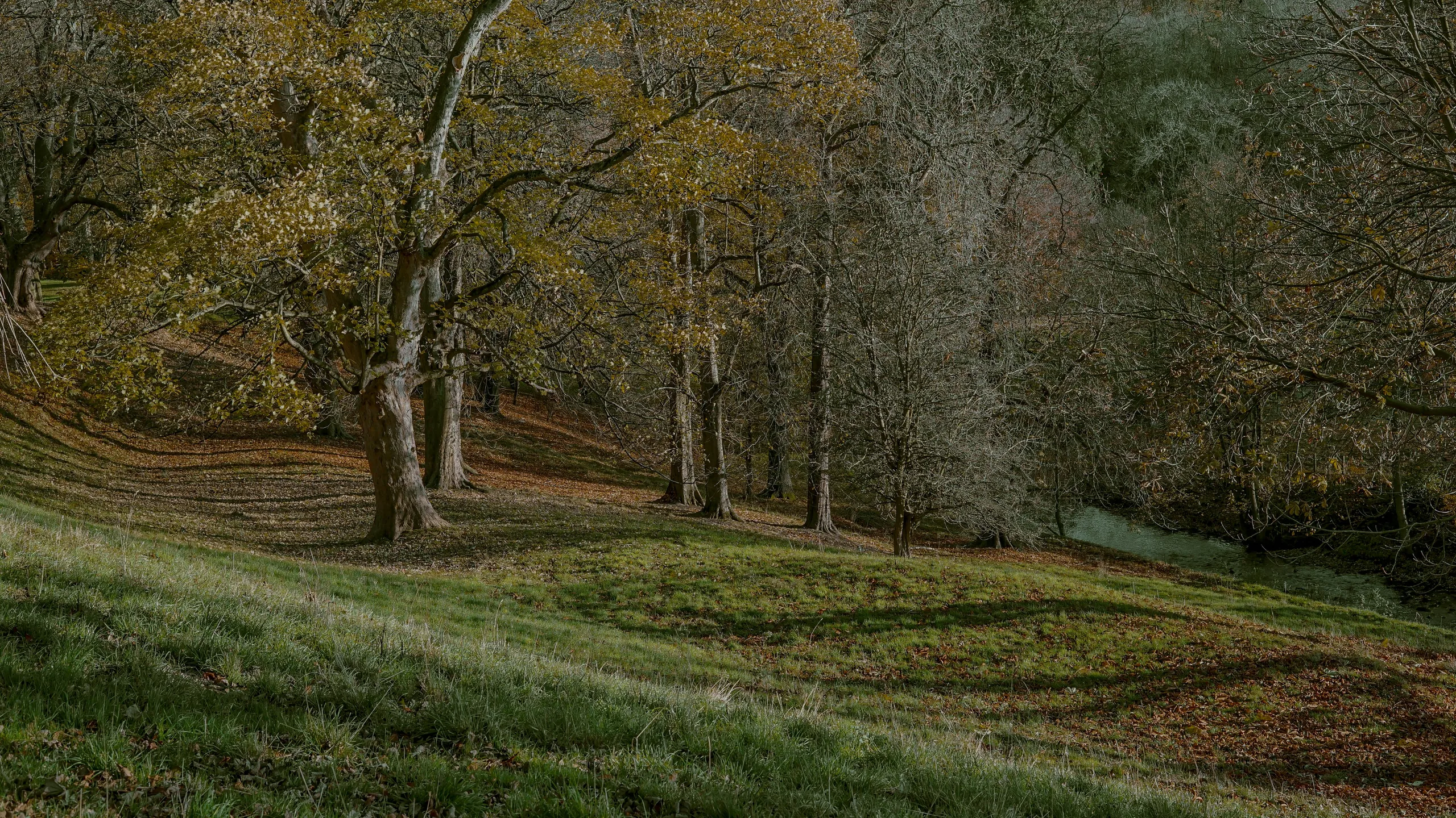 Run Durham Hamsterley Remembrance Day 10 Miler