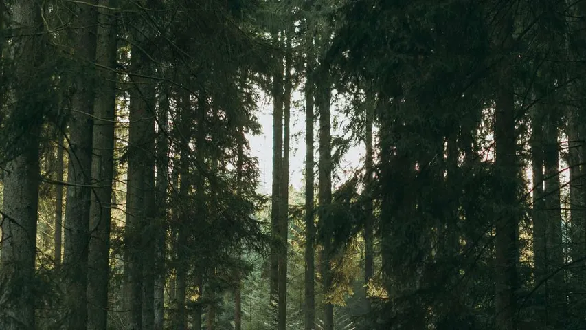 La THArée trail