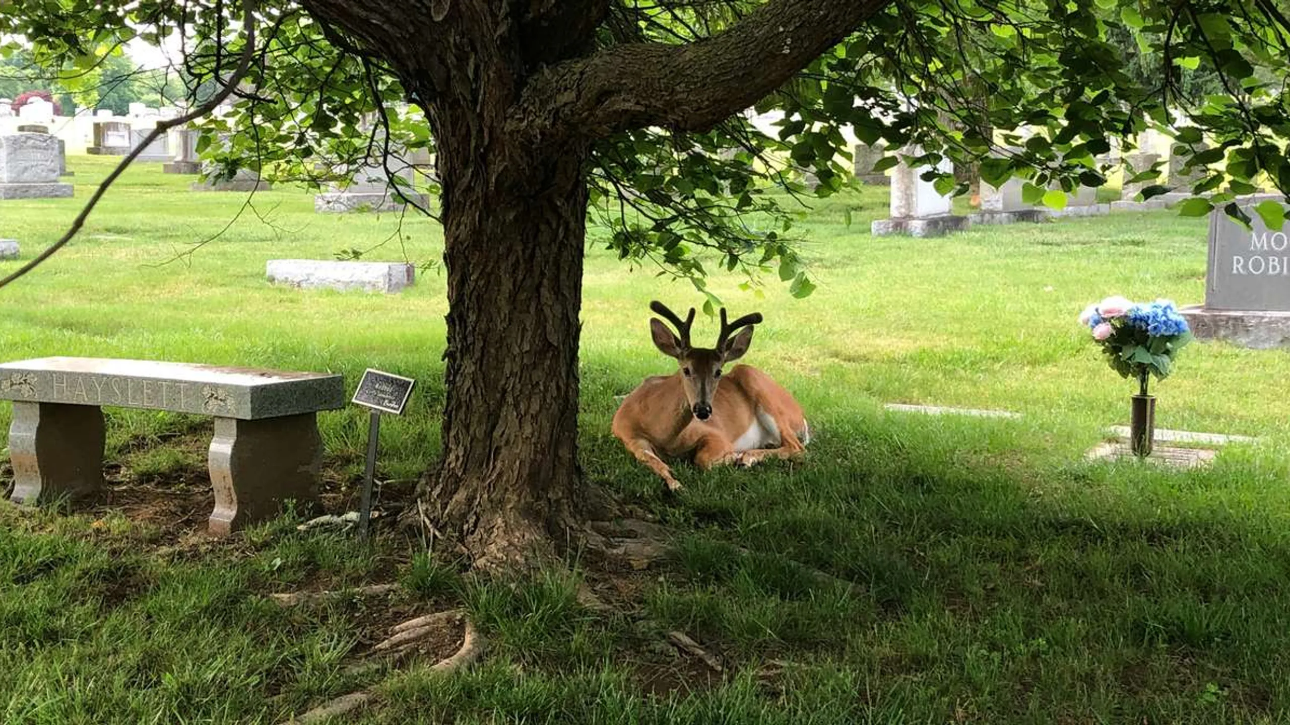 Sheetz-to-Sheetz Trail Run