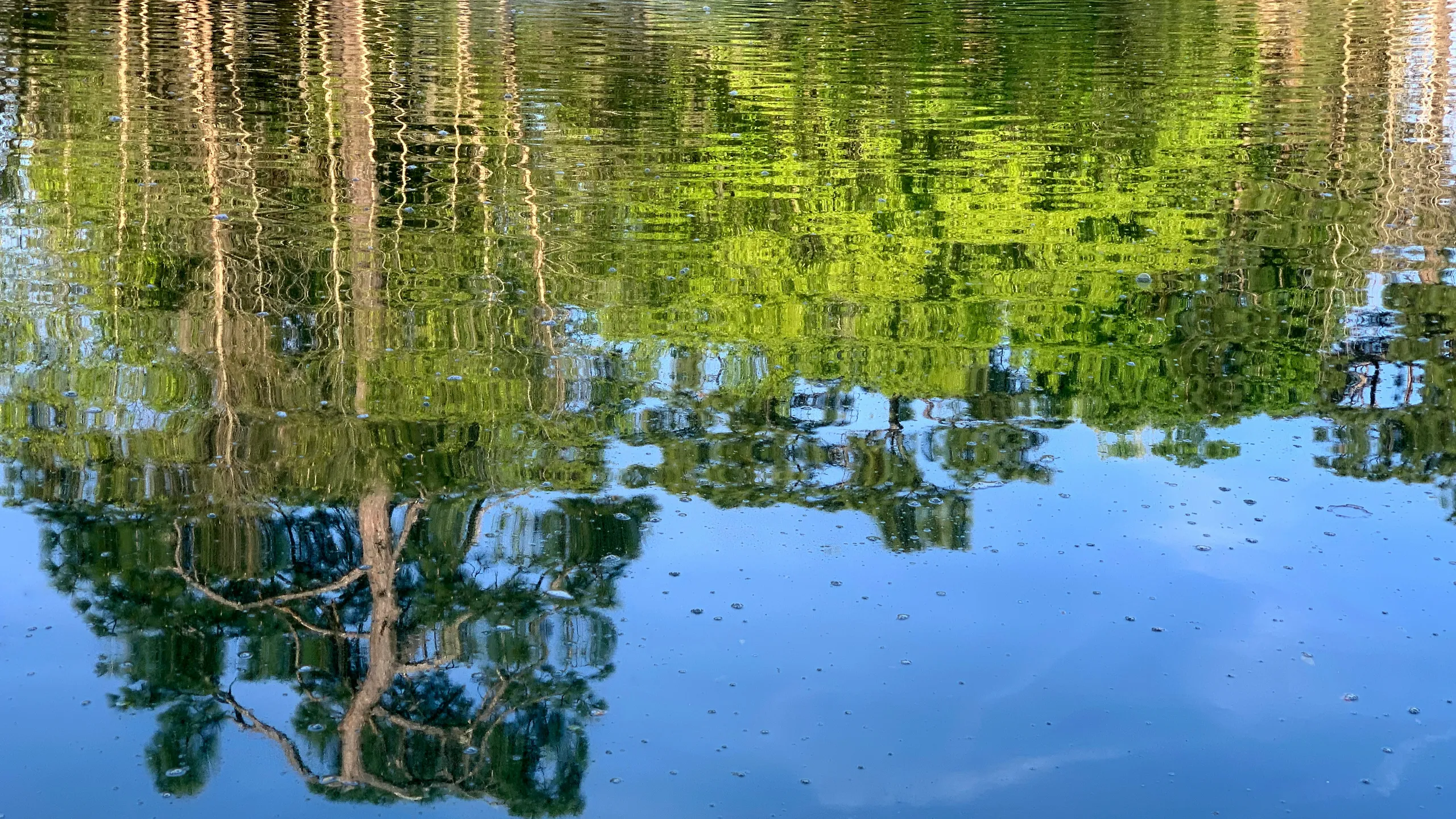 Gobbler 5K, 10K & Half Marathon at Baseline Trailhead Park