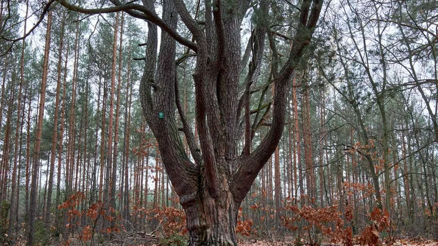 Półmaraton Wiązowski