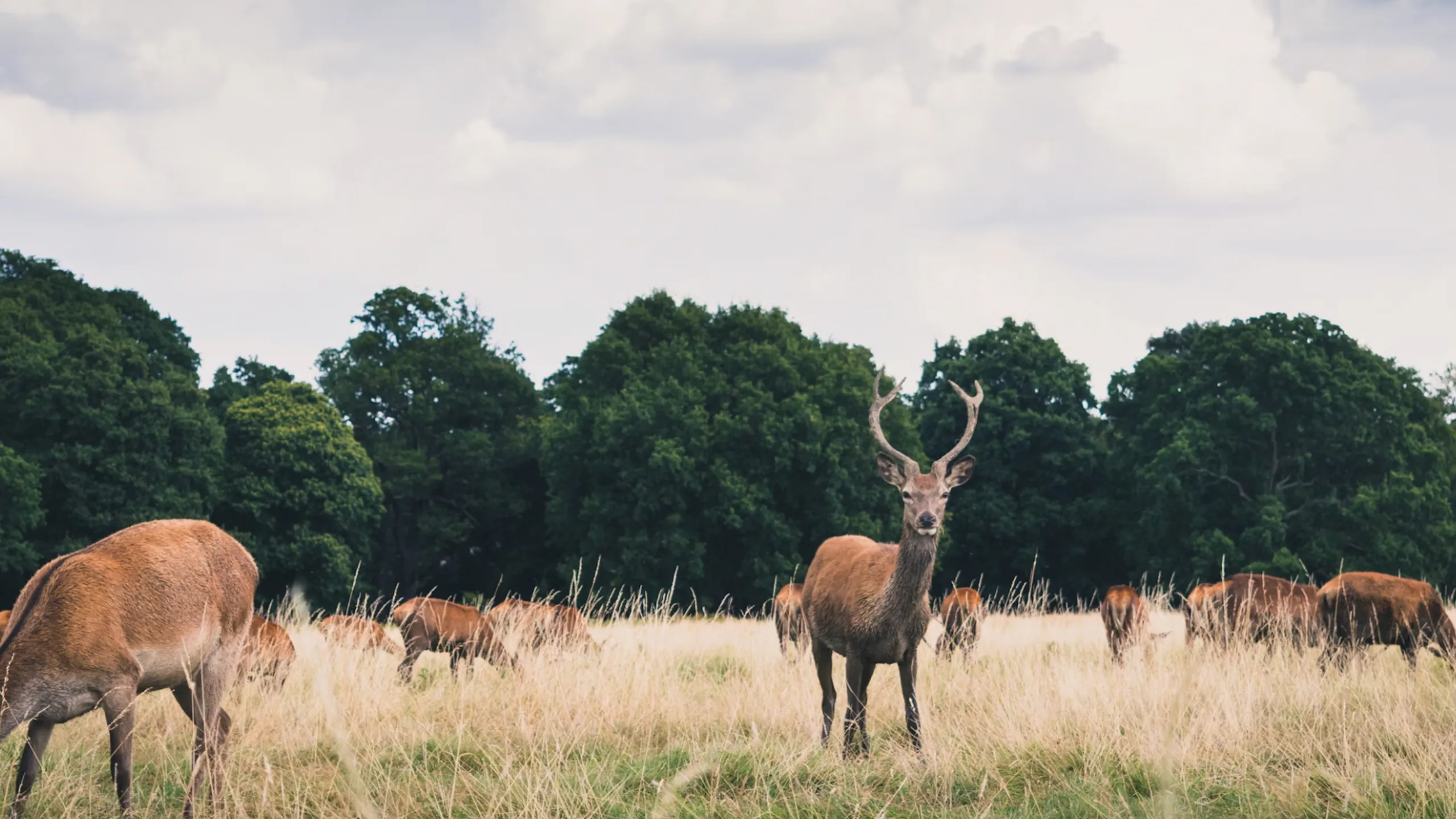 Richmond Park Marathon September 2025
