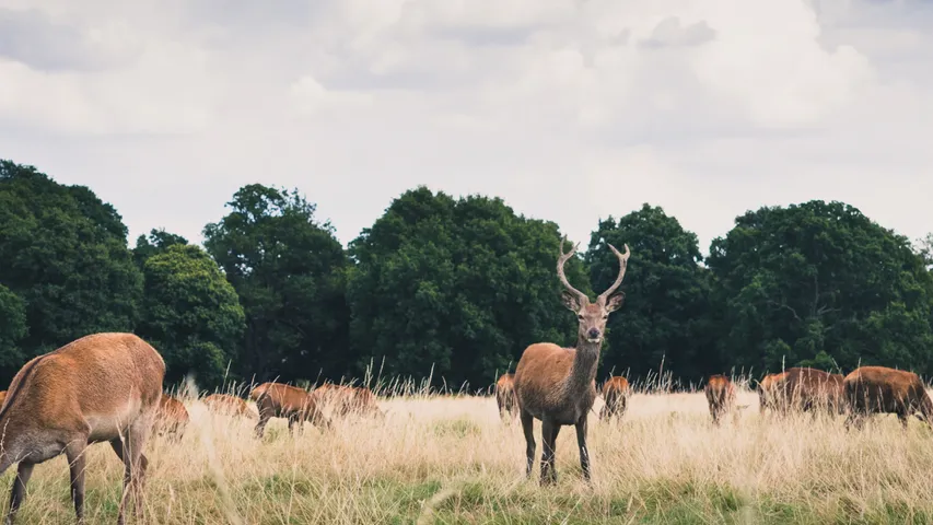 Richmond Park Marathon September 2025