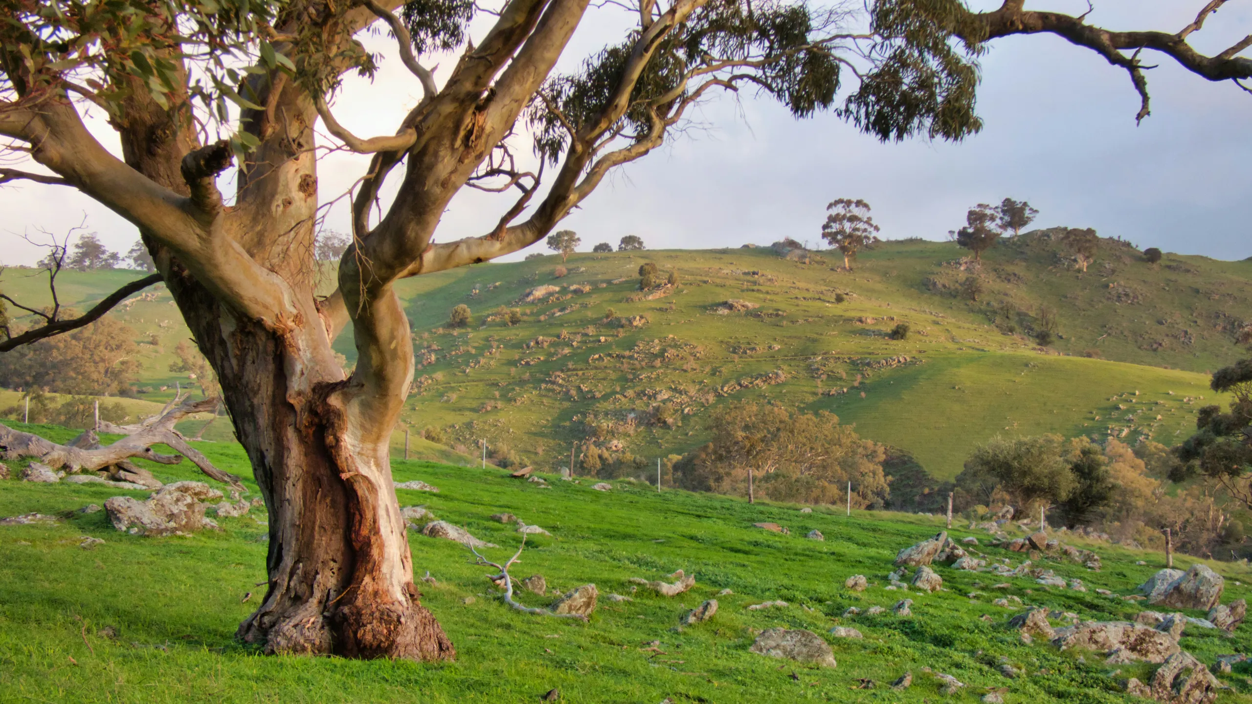Barossa Marathon Festival