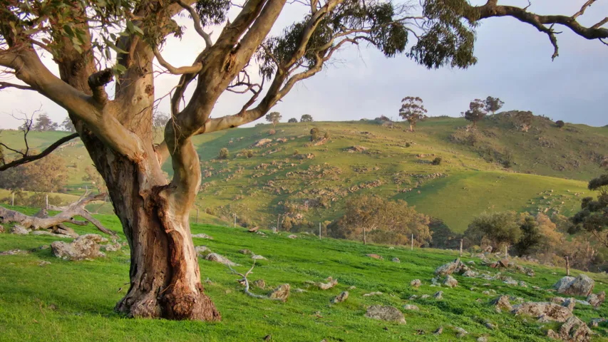 Barossa Marathon Festival