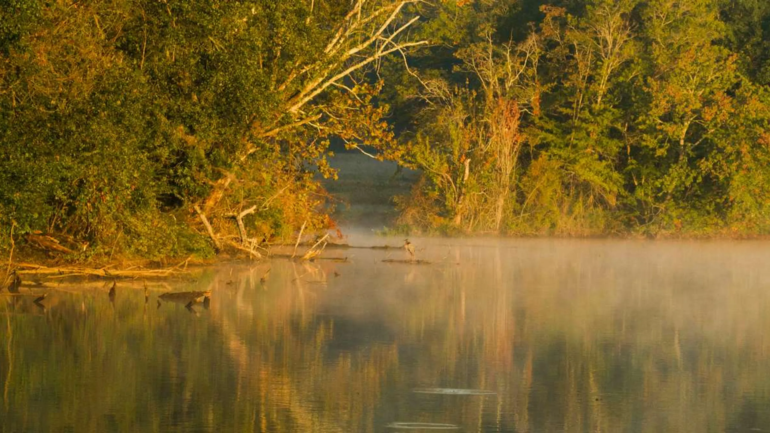 Carnival Frolic 13.1 & 5K