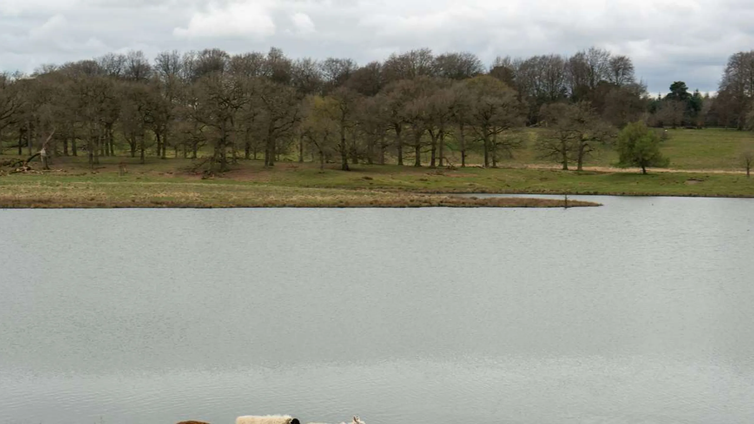 Run Tatton Half Marathon November 2025