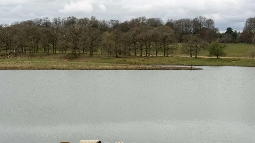 Run Tatton Half Marathon November 2025