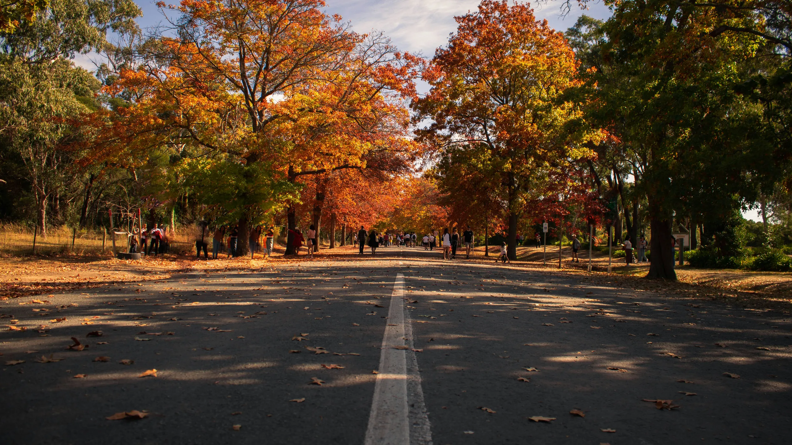Trailsplus Mountain Macedon Trail Run