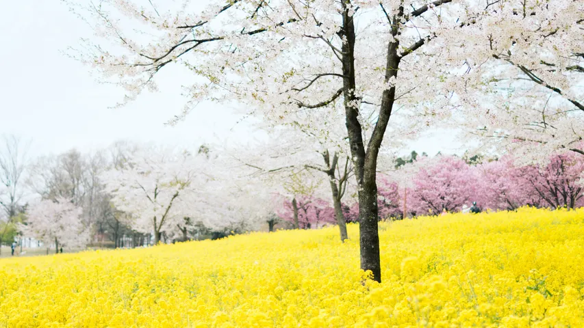Gunma Marathon
