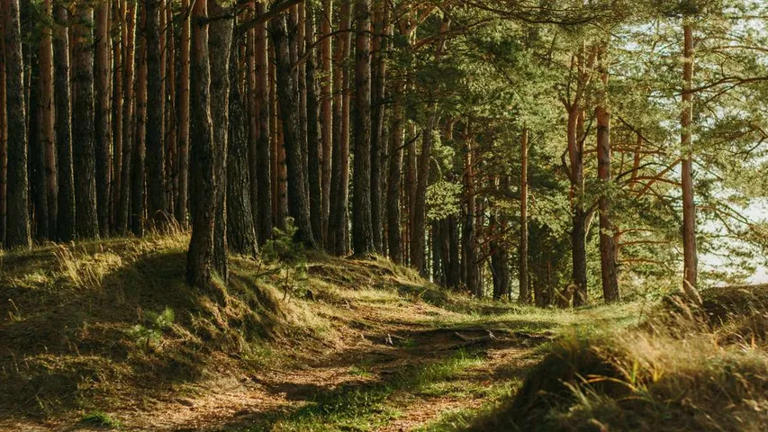 Marathon Zoniënwoud