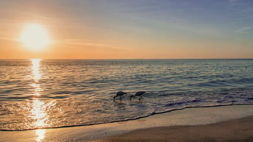 Sarasota Suncoast Half Marathon & 5K