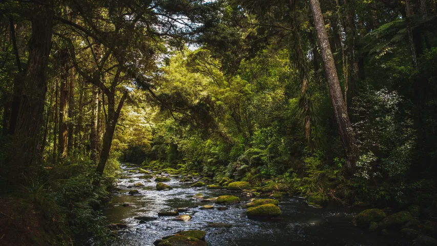 Waitārere Forest Run
