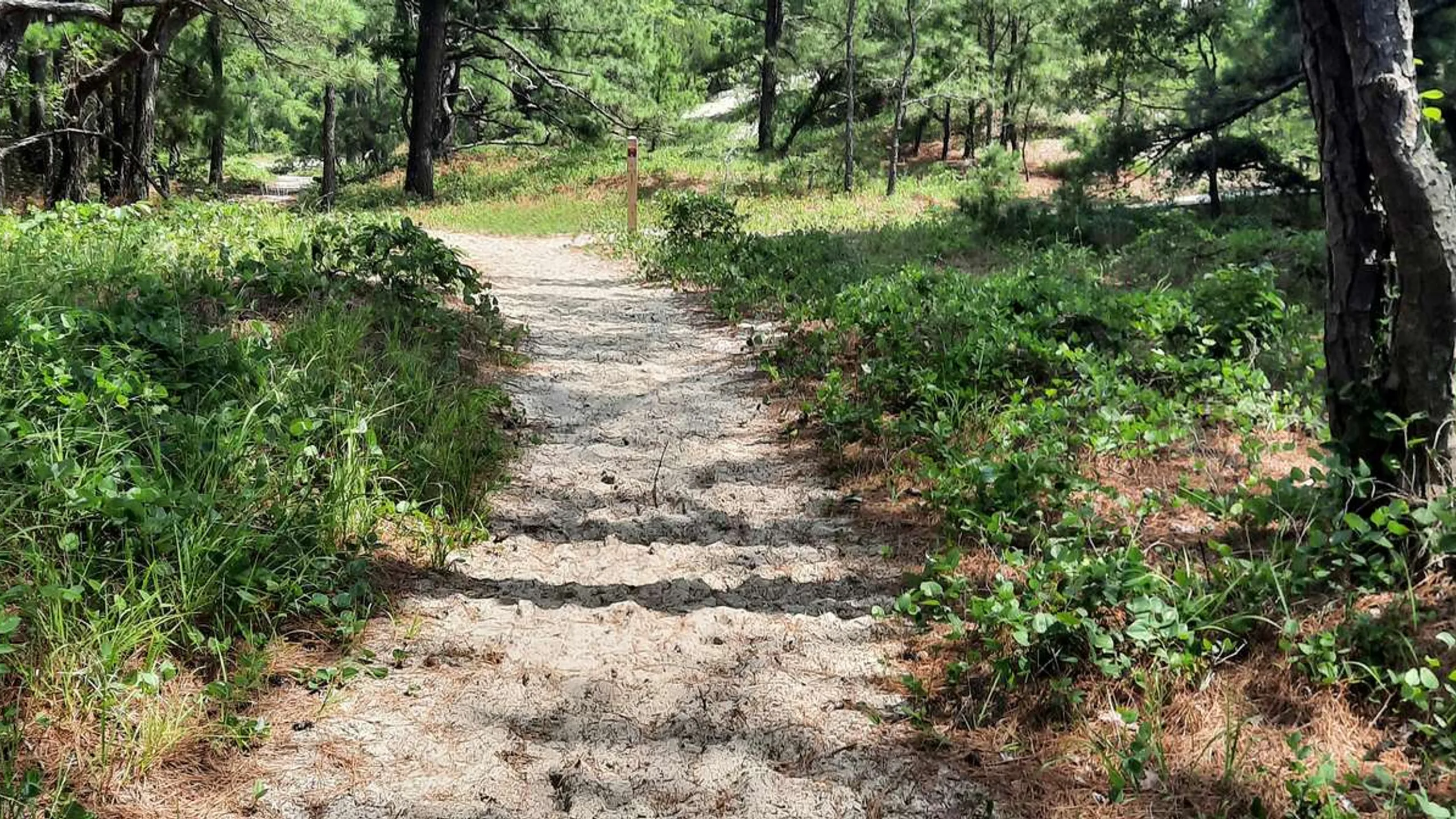 Waldron Fitness 5K/ Shawsville Independence Day