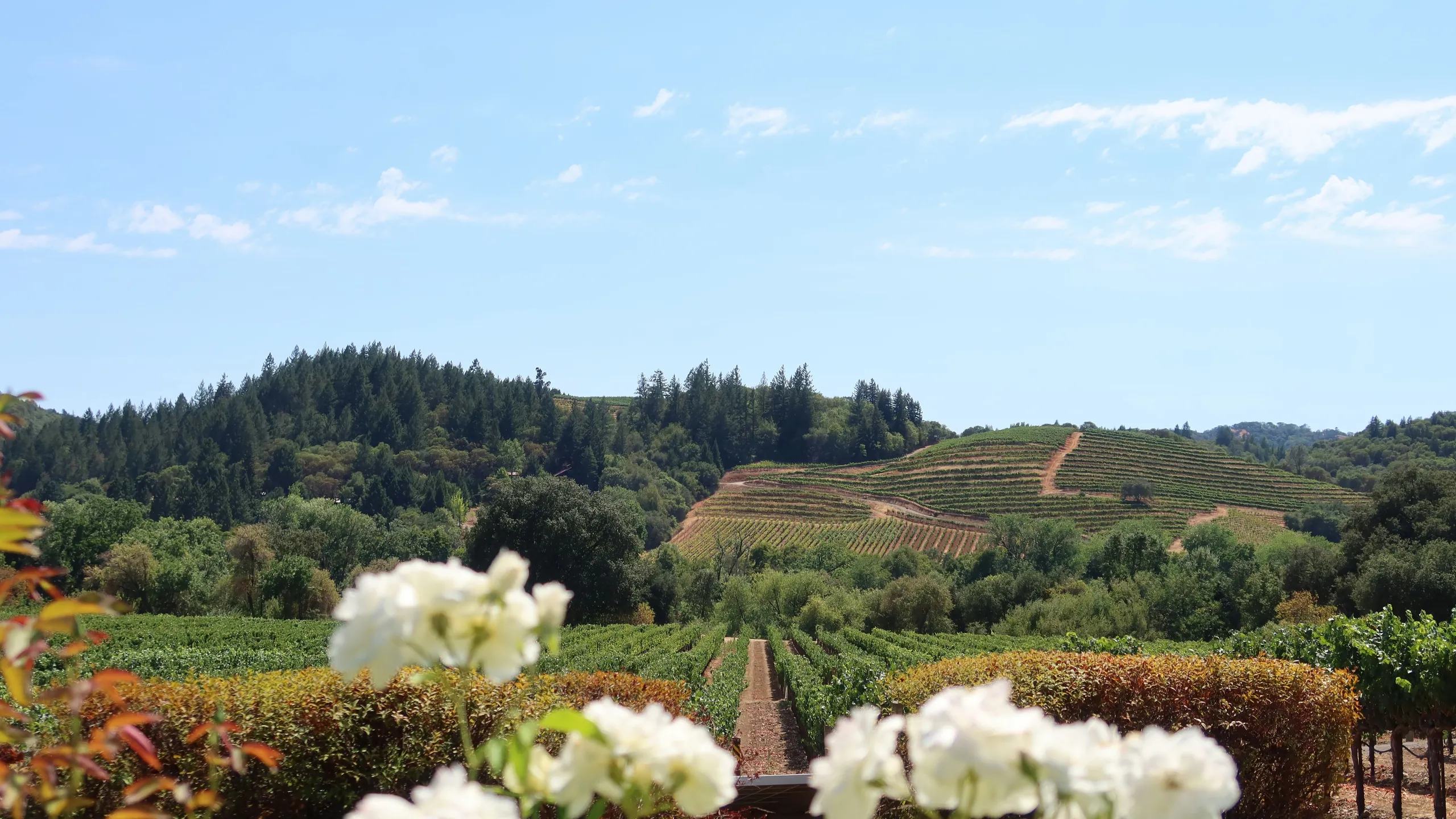 Kaiser Permanente Napa Valley Marathon and Half Marathon