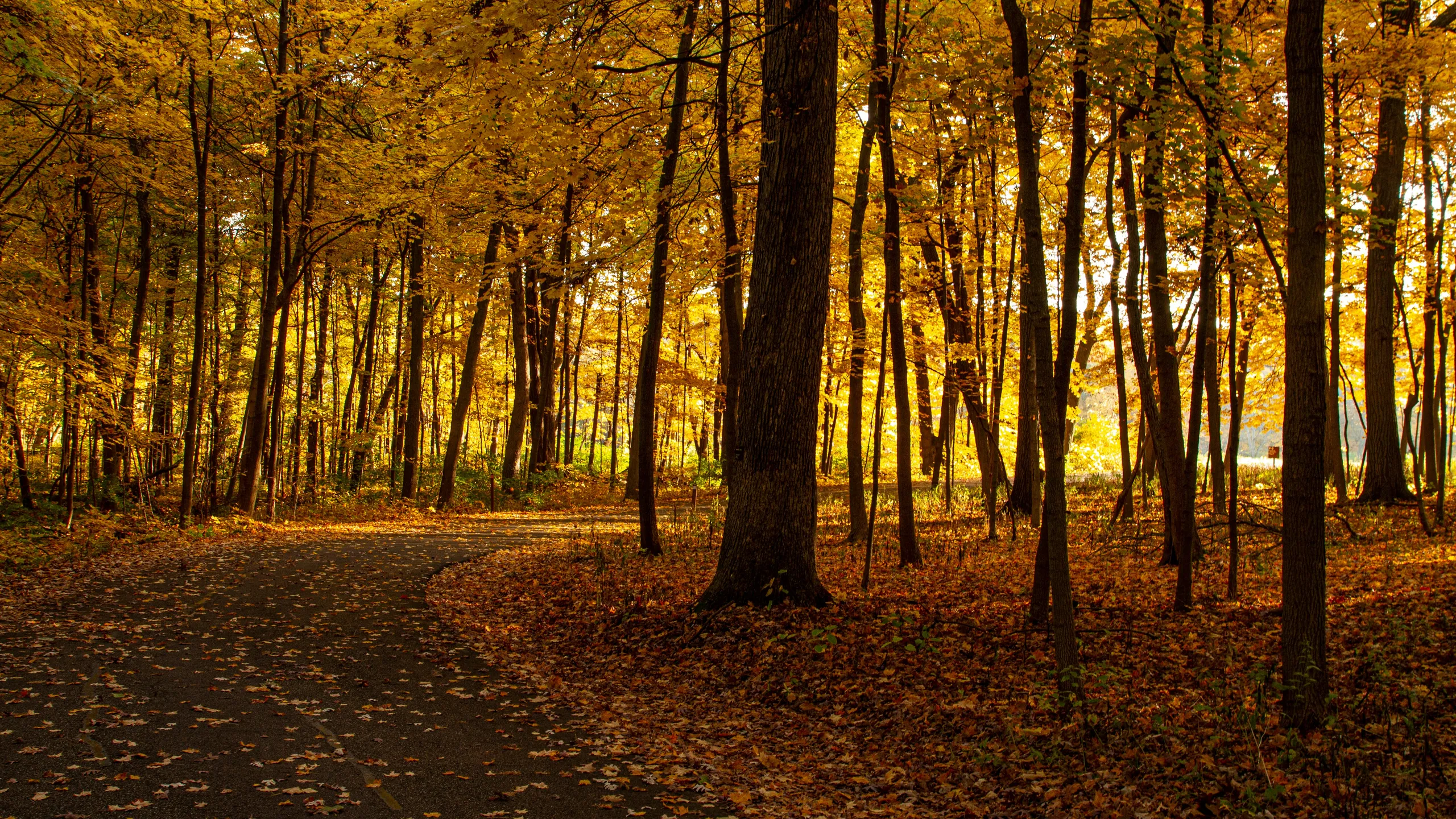 Fall Color 5K Run and Walk