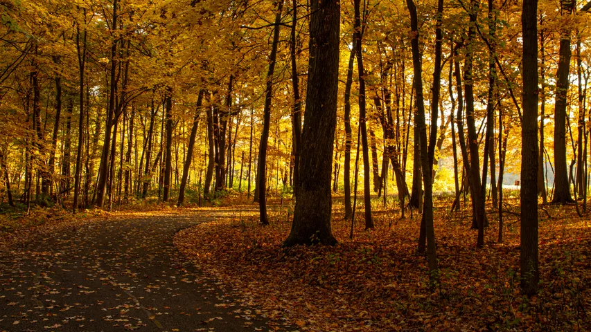 Fall Color 5K Run and Walk