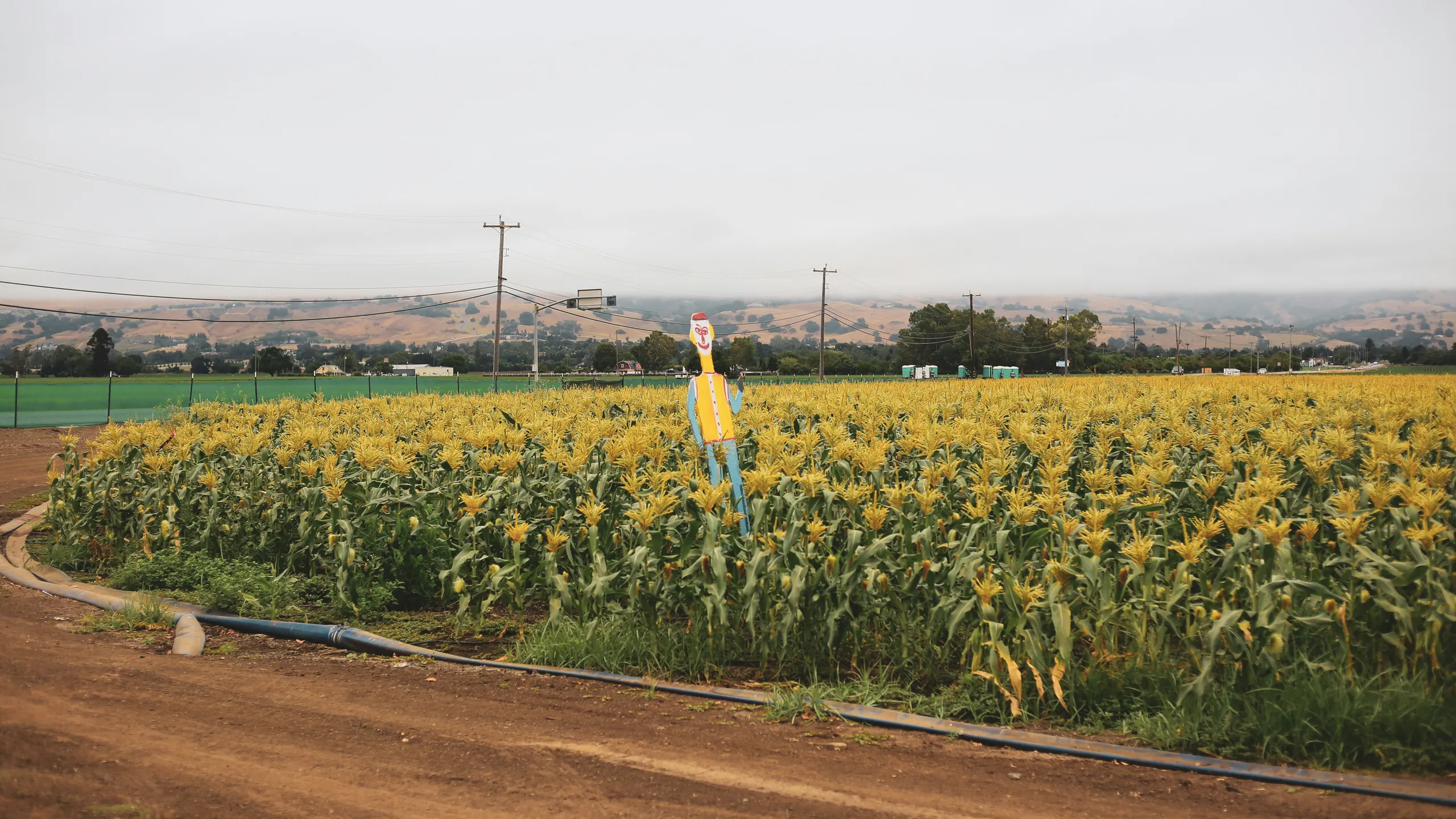 Anime Fan and Fitness Festival