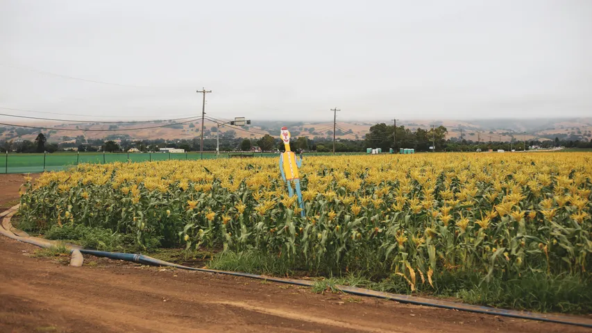 Anime Fan and Fitness Festival