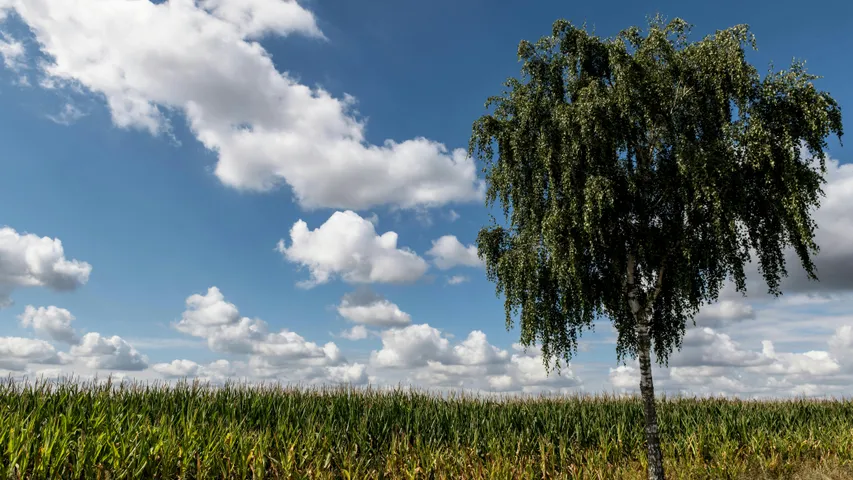 Ratzeburger Adventslauf