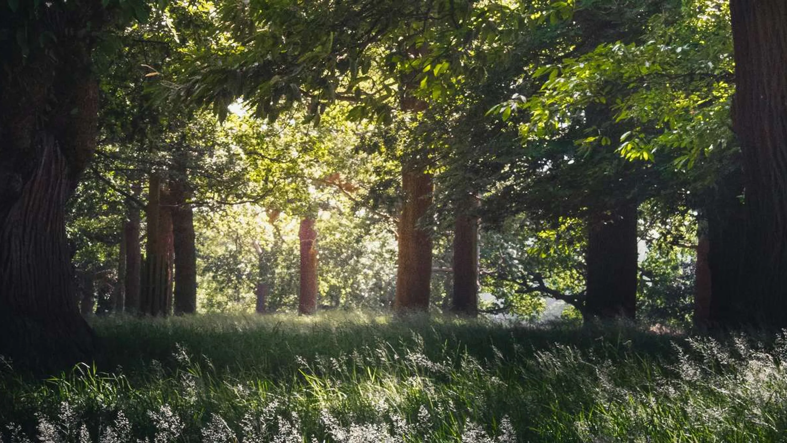 Richmond Park 5K, 10K and Half Marathon July