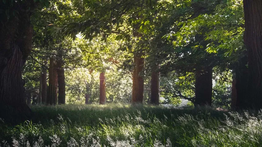 Richmond Park 5K, 10K and Half Marathon July