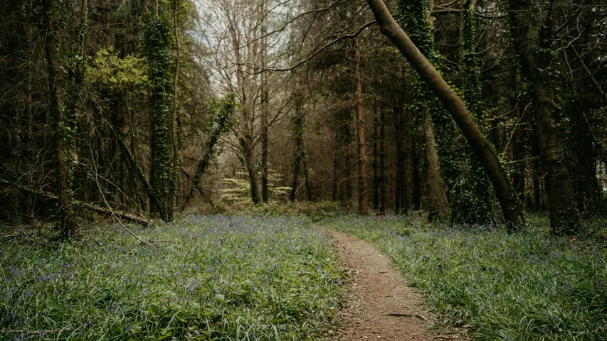 Epping Forest Wildwood Trail Series