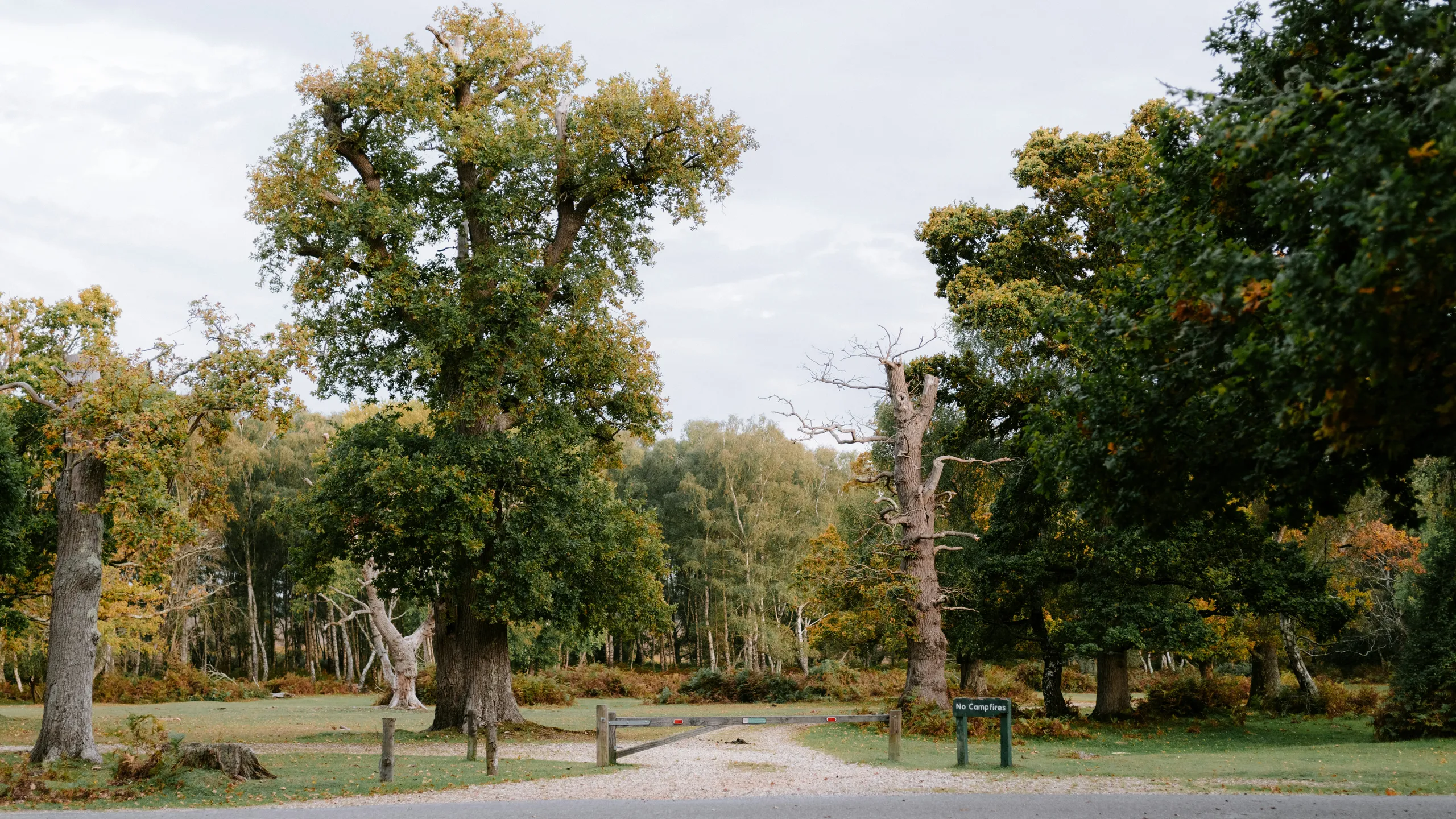 NYCRUNS Frozen Bonsai 5K