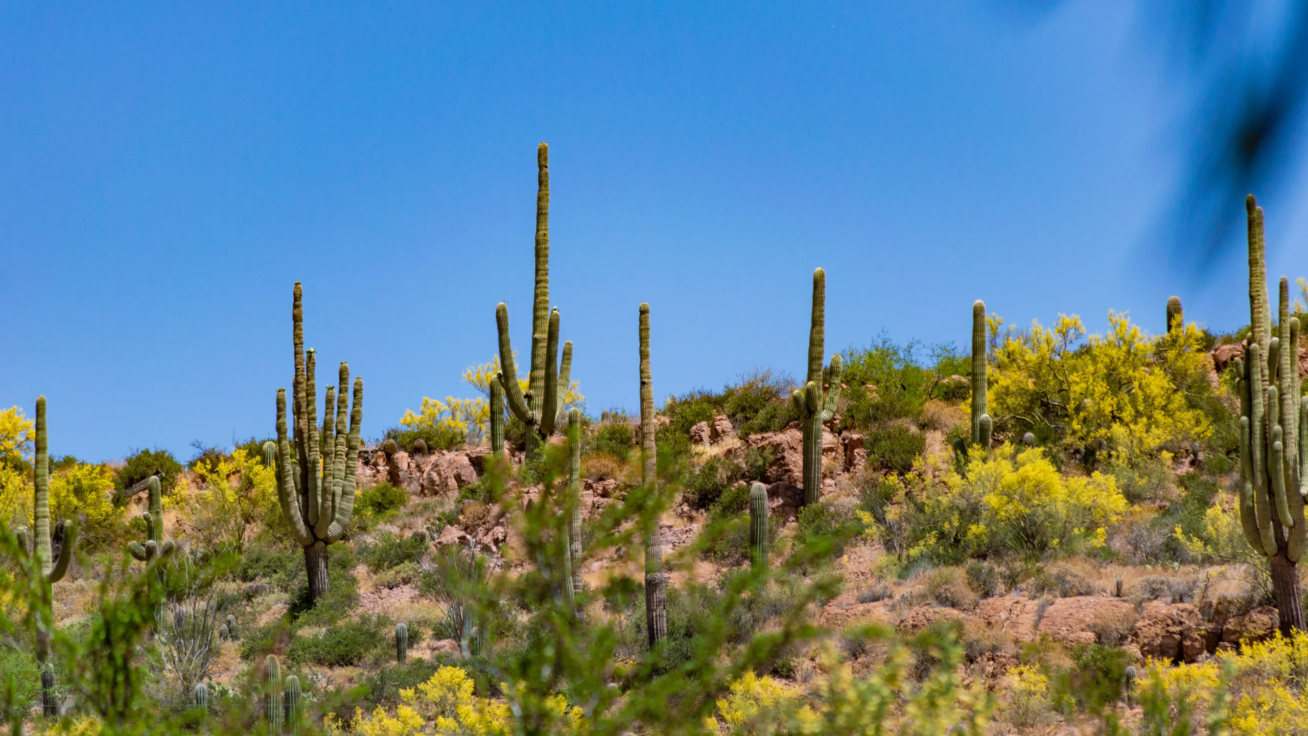 McDowell Mountain Frenzy Trail Runs