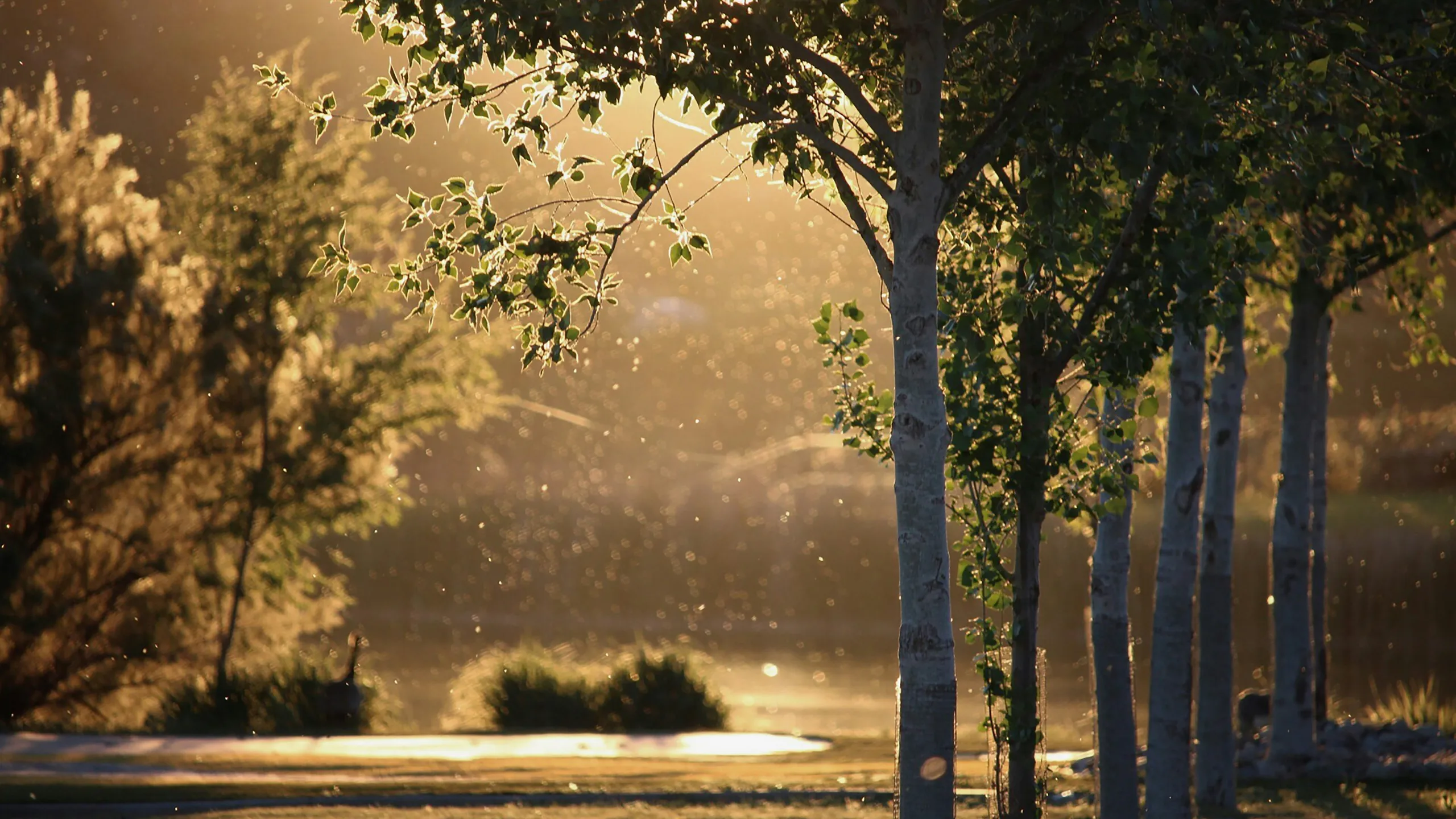 Buffalo Wallow Races