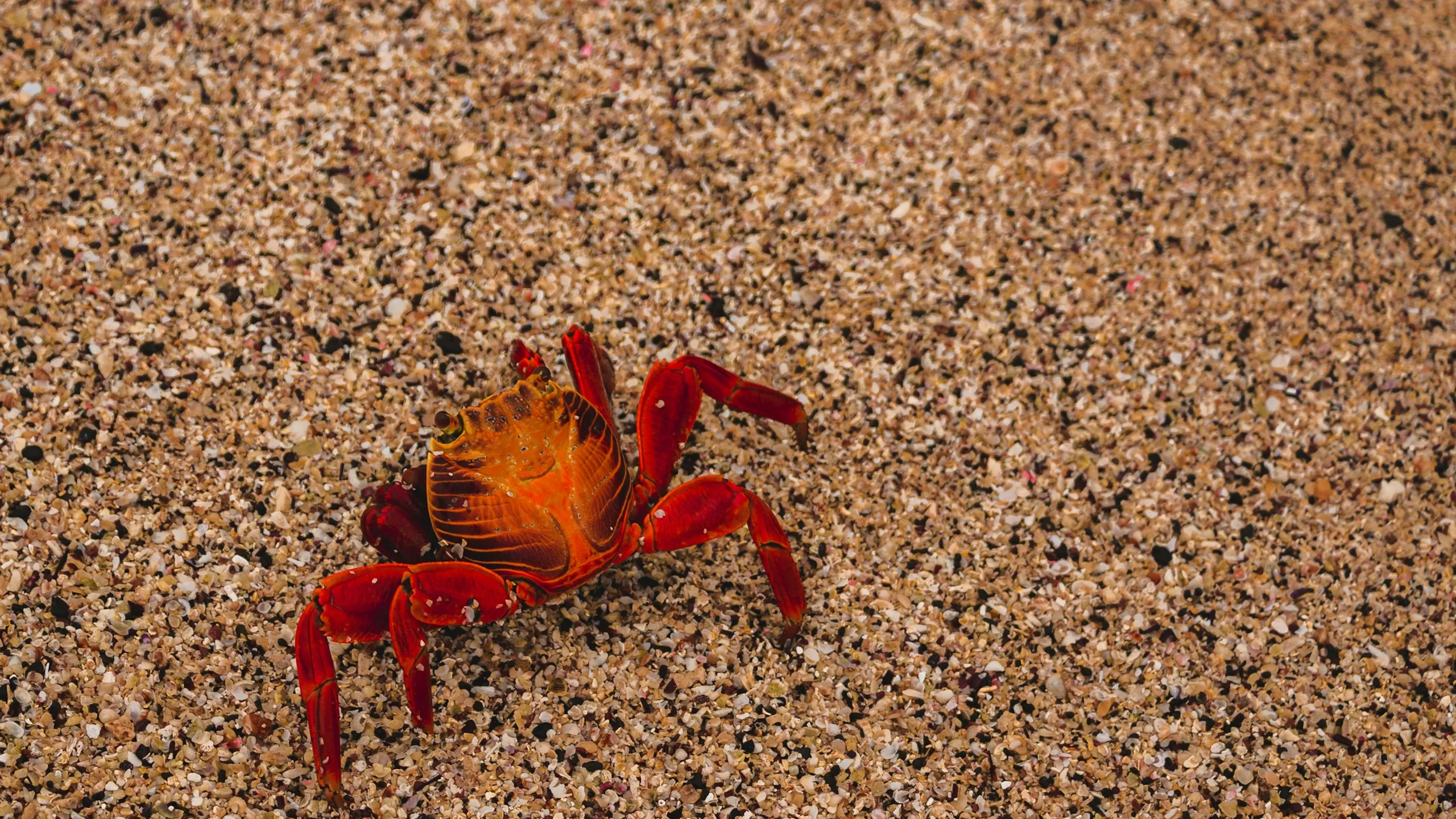 Sentara Crawlin' Crab Half Marathon 2025