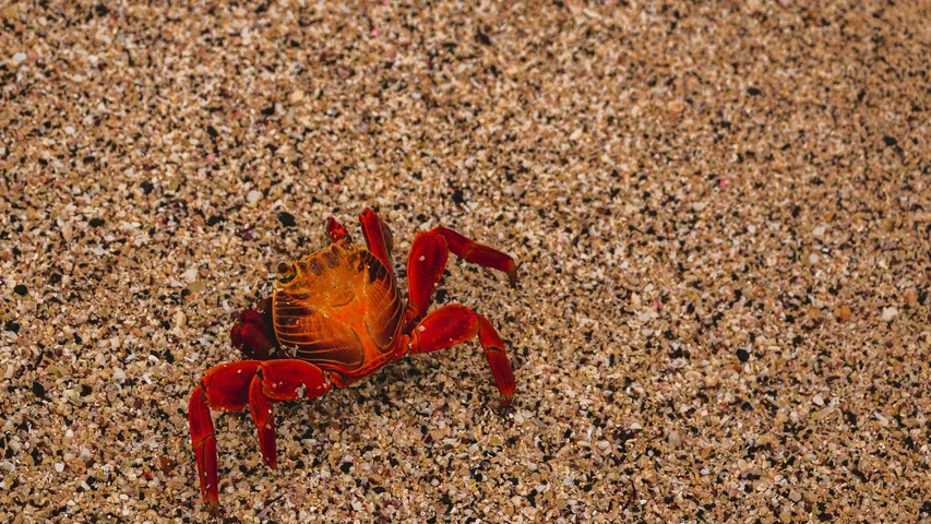 Sentara Crawlin' Crab Half Marathon 2025