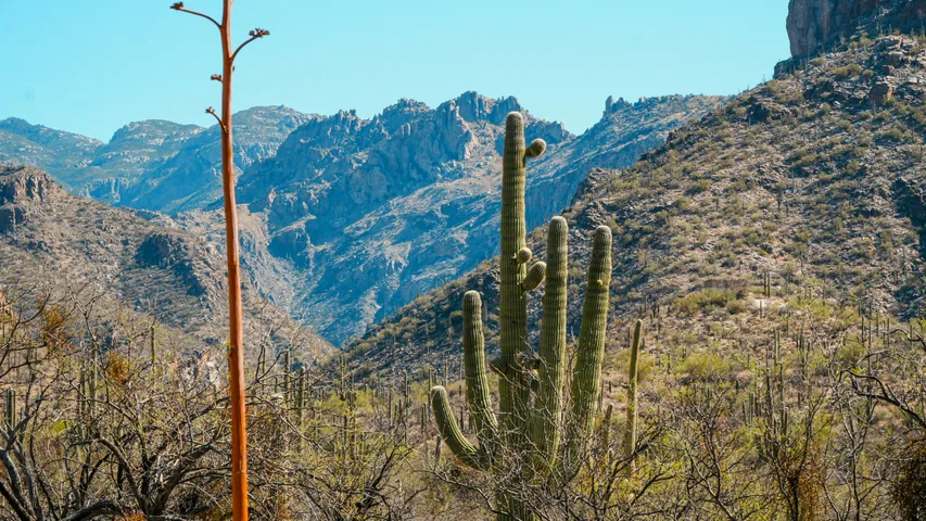 Garmin Marathon Tucson 2025