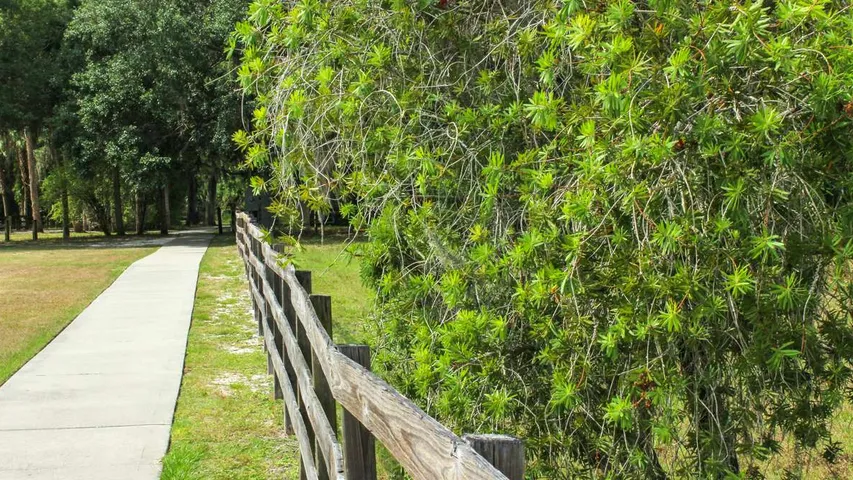 Pirate 1M, 5K, 10K, 15K & Half Marathon – DeBary