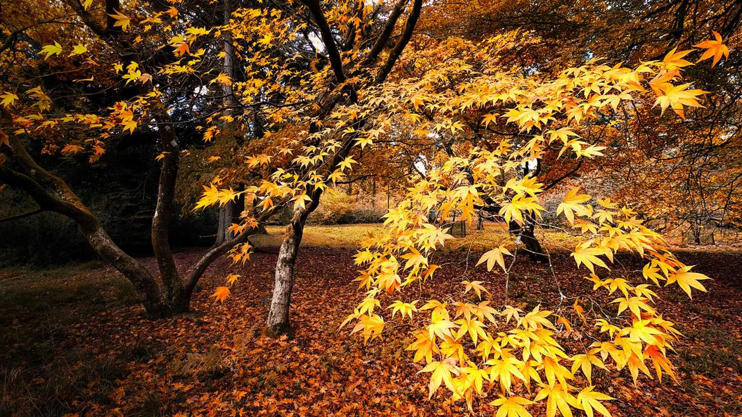 Westonbirt Arboretum Half, 10km, 5km & 1 Mile Fun Run