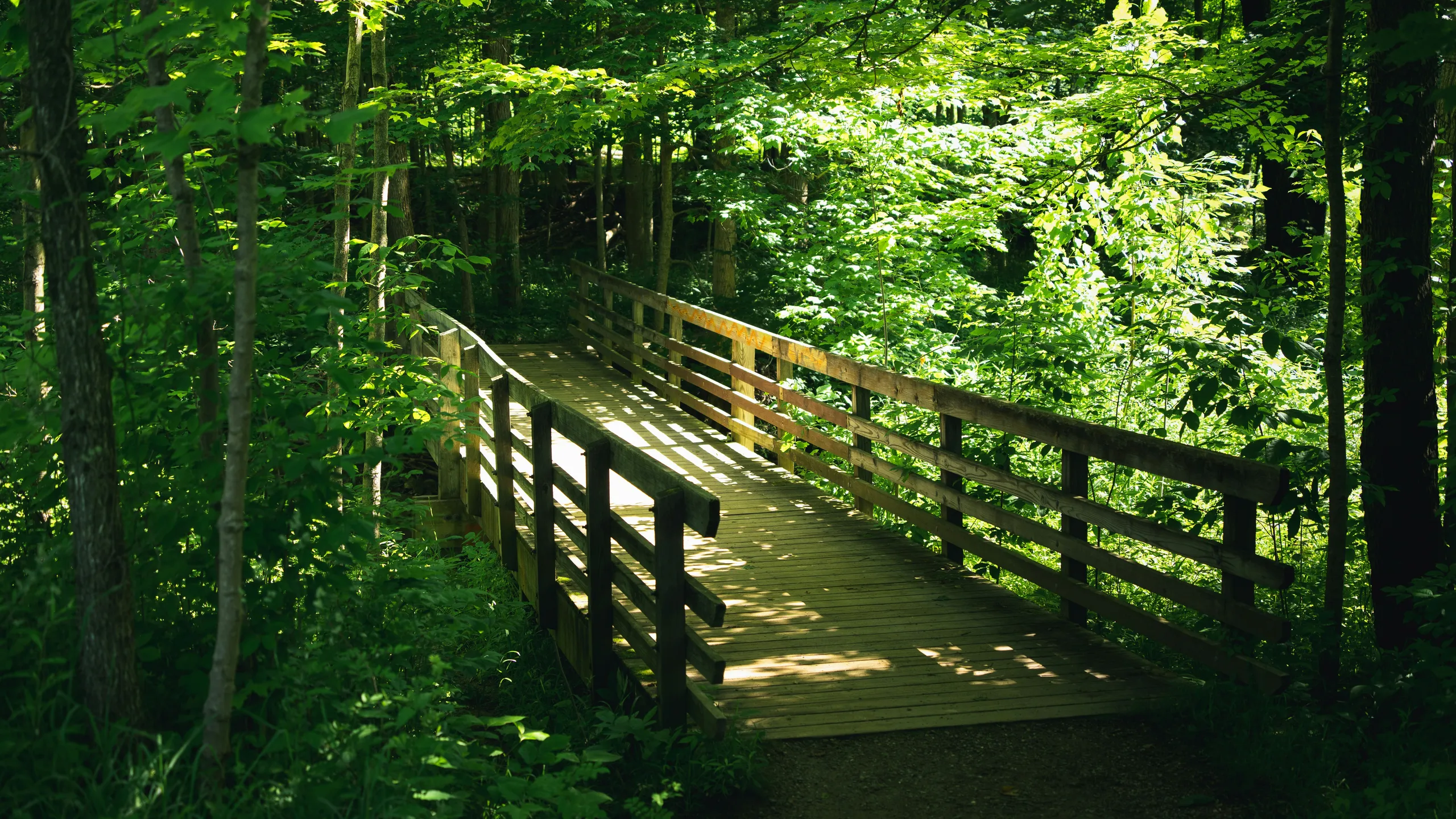 The Hoot Half Marathon & 10k Trail Race