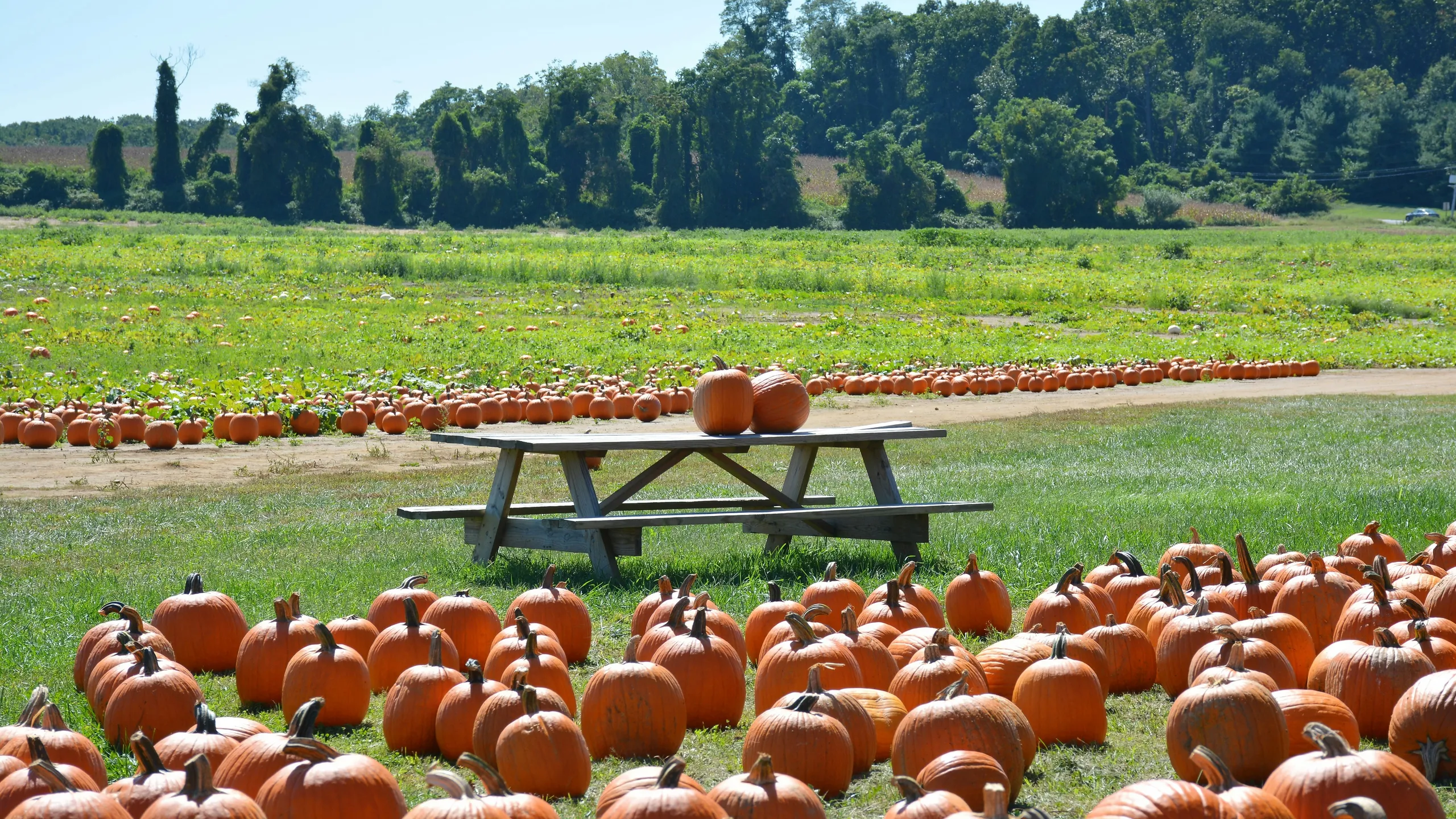 The New Jersey Fall Half, 10K, and 5K