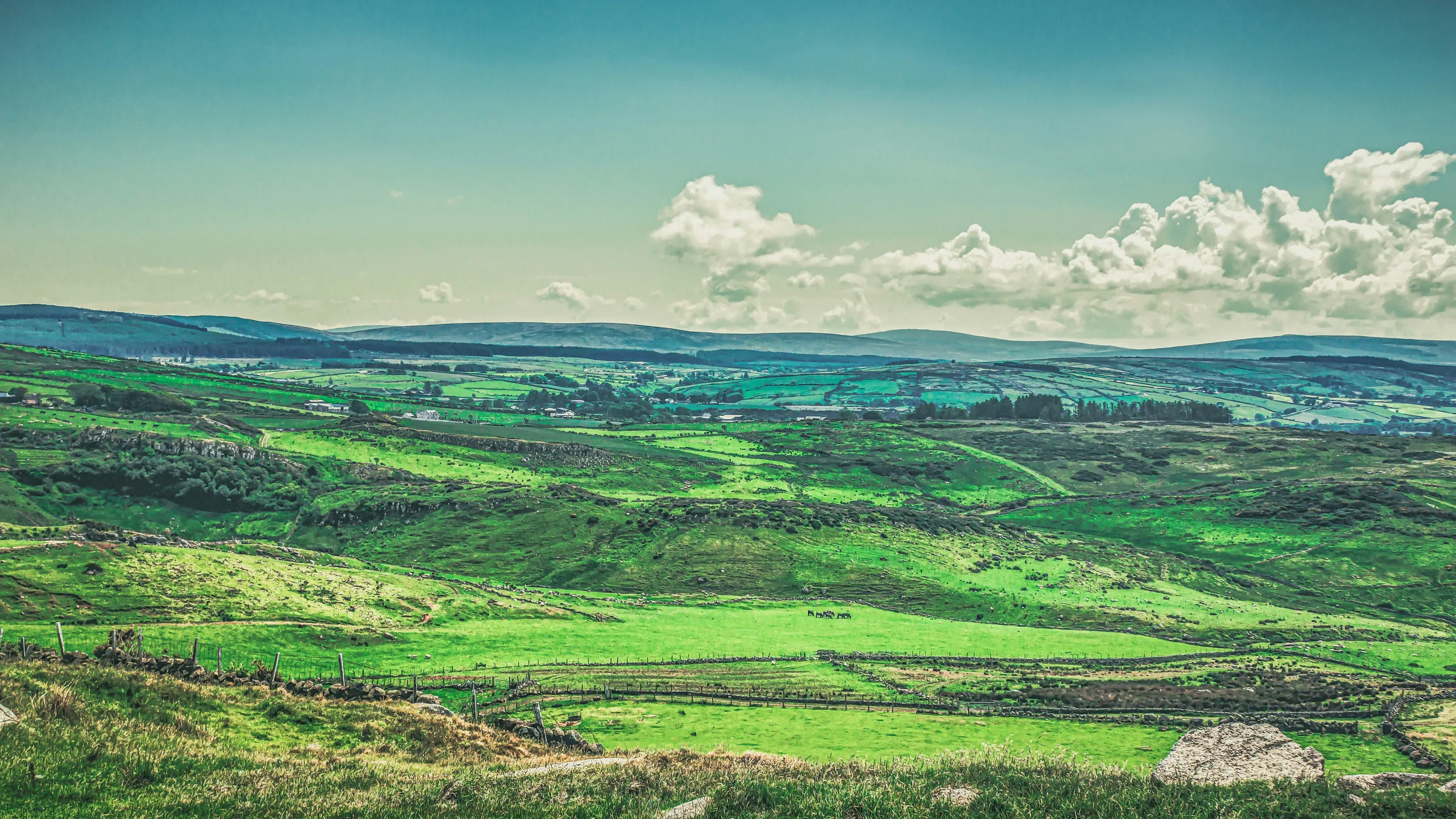 We Run Wild NI Rabbit Run