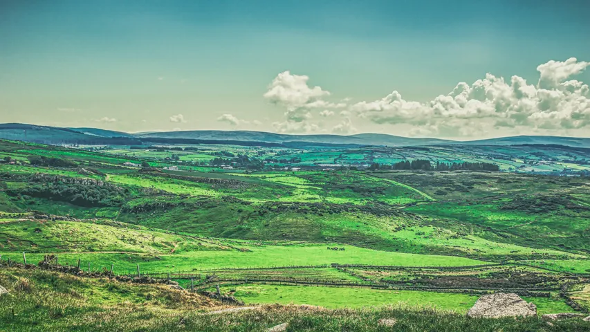 We Run Wild NI Rabbit Run