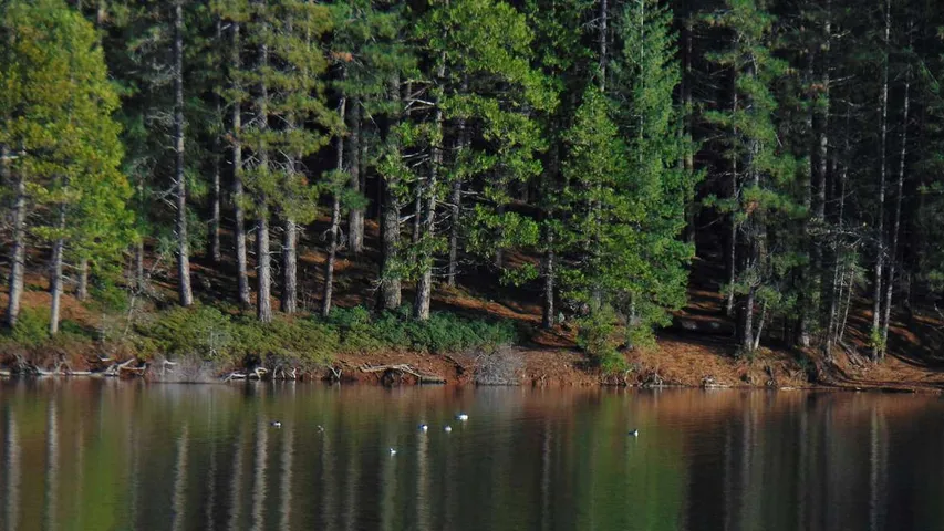 Trail Run at Sly Park (Summer)