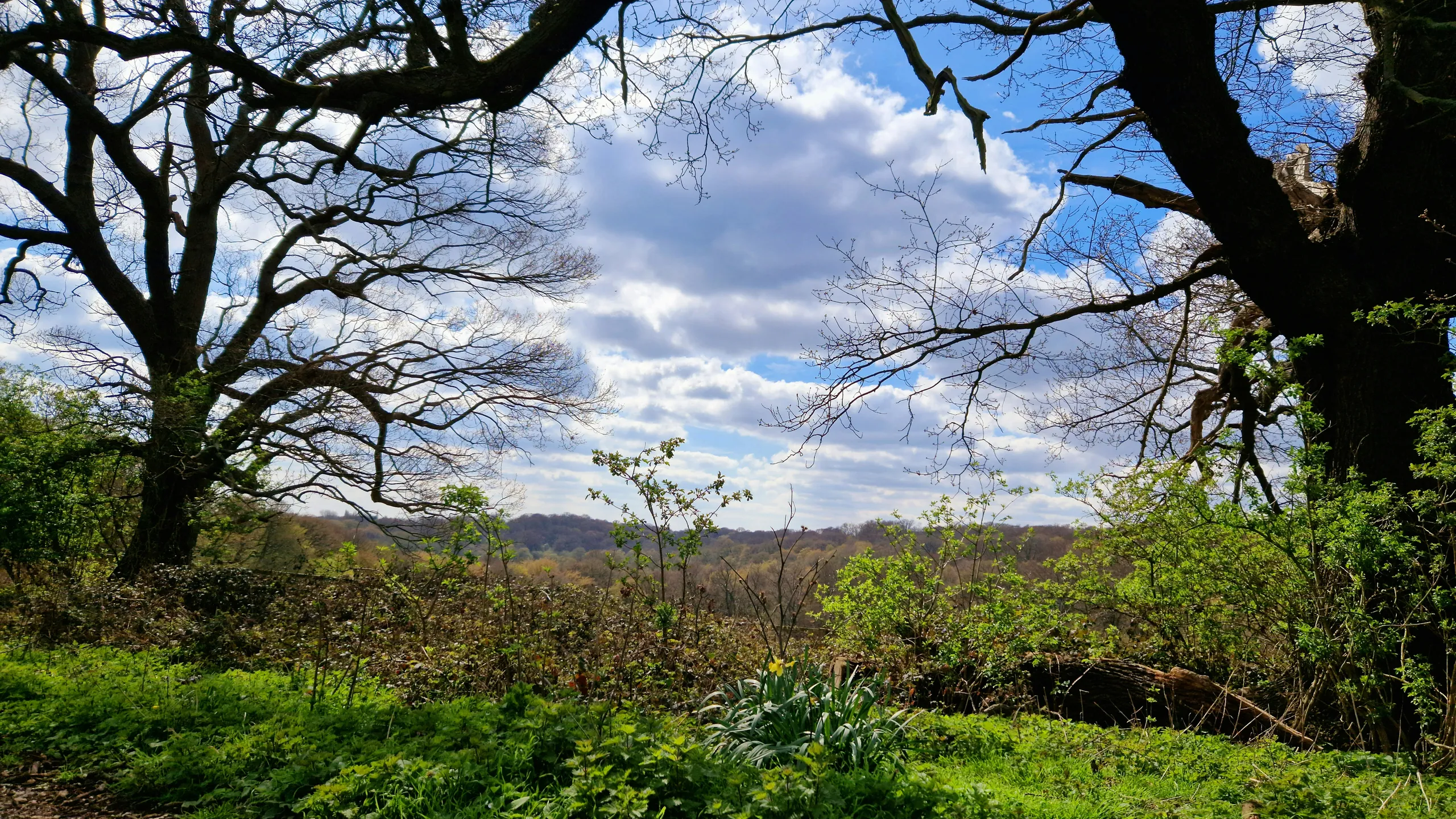 London Epping Forest Ultra and EcoTrail