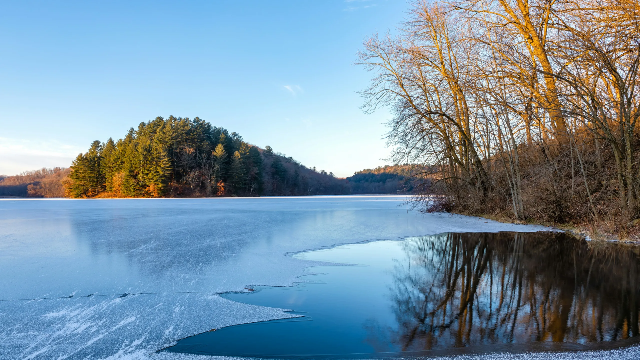 The Guv'nor Frozen 50