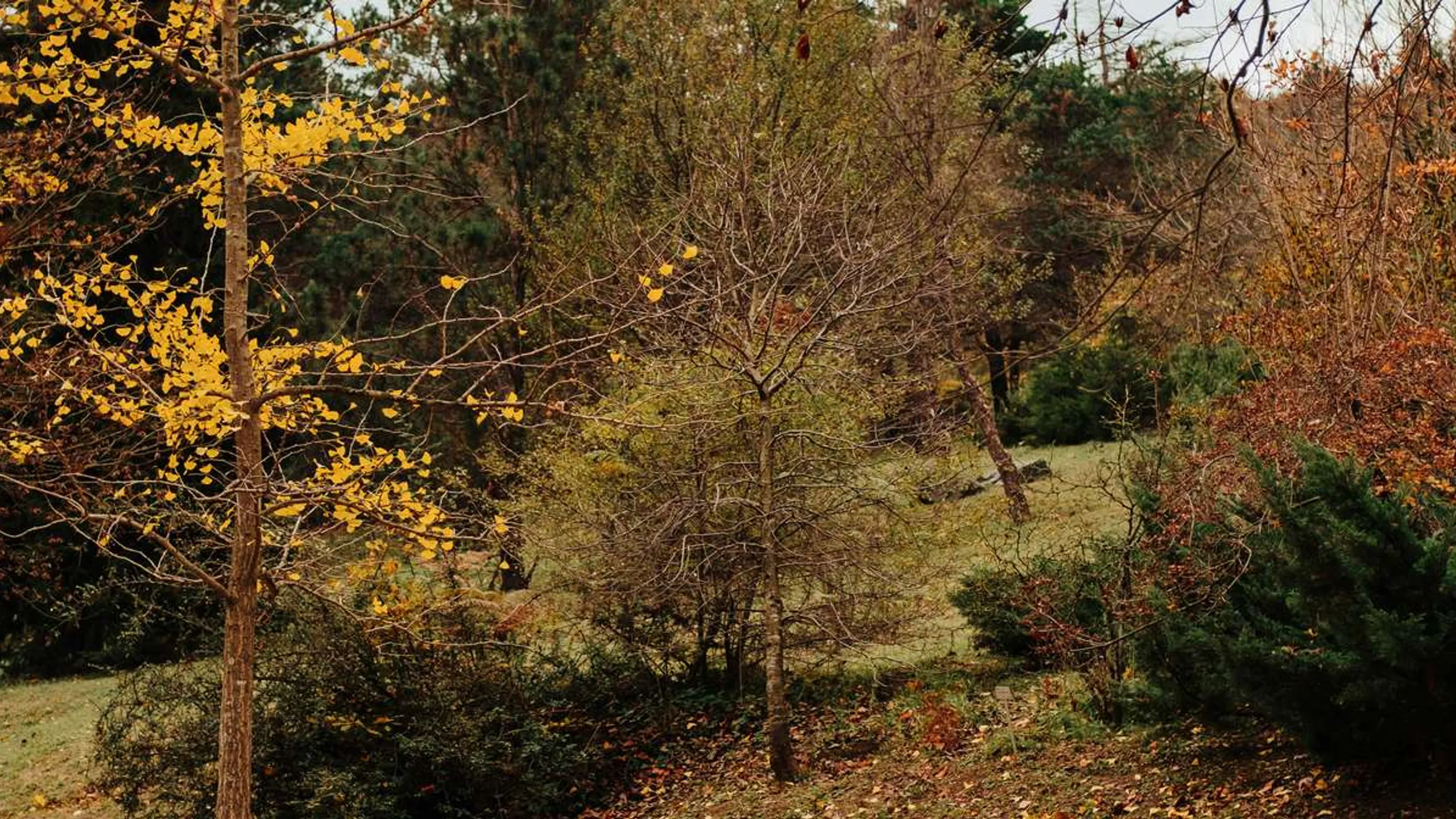 Richmond Park 5K, 10K and Half Marathon August